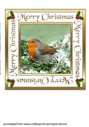 Robin in a snowy tree