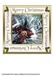 Snowy pine cones