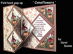 FBS Coneflowers
