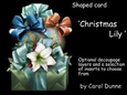 SFC Christmas Lily