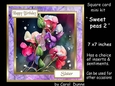 SC Sweet peas2