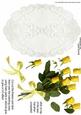 Lace Yellow Roses Decoupage