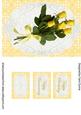 Lace with Yellow Roses