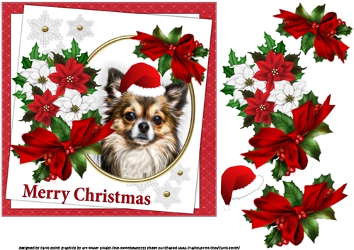 7x7 Chihuahua Christmas wishes