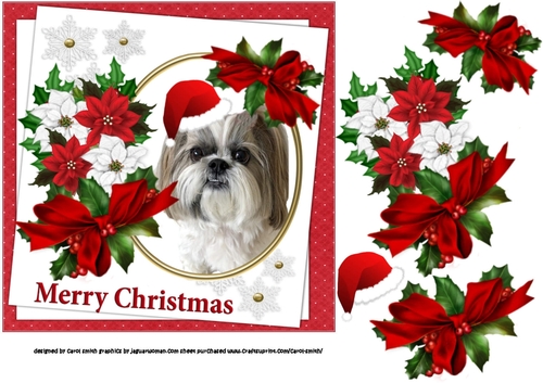 7x7 Shih Tzu Christmas wishes