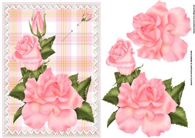 Pink Roses and Lace