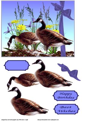Canadian Geese