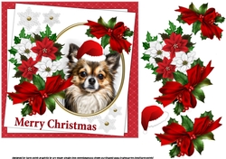 7x7 Chihuahua Christmas wishes