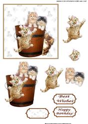 Mischevious Kittens
