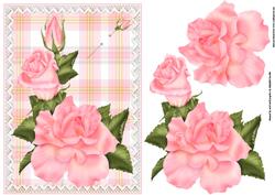 Pink Roses and Lace