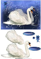 The Elegant Swan Couple