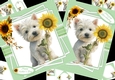 Westie wishes 7x7 & A5 mini kit