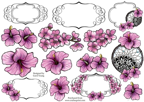 Pretty Hibiscus A