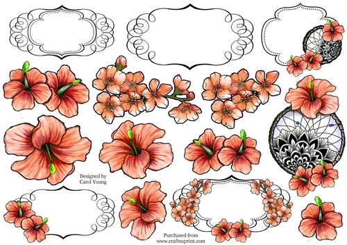 Pretty Hibiscus B