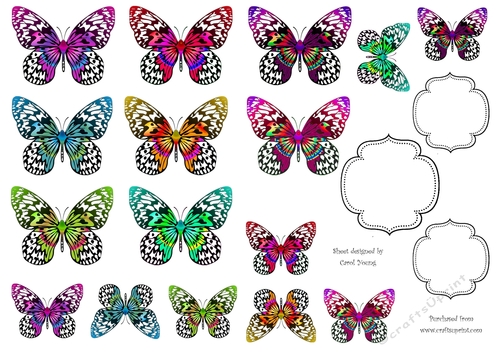 Multi Butterflies 2