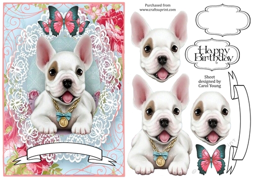 Lacy Frenchie