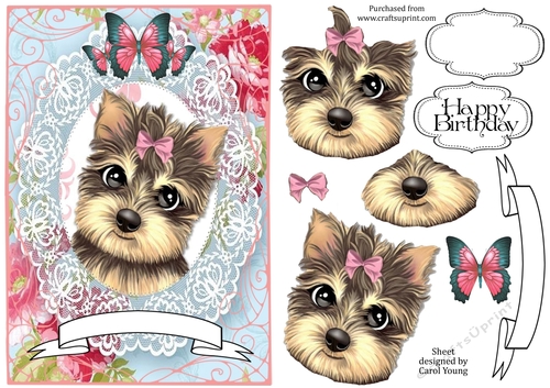 Lacy Yorkie