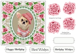 Pretty Rose Frame Chihuahua