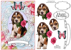 Lacy Beagle