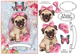 Lacy Pug