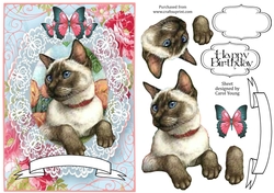 Lacy Siamese
