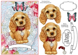 Lacy Spaniel