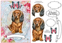 Lacy Dachshund