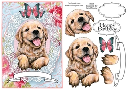 Lacy Labrador