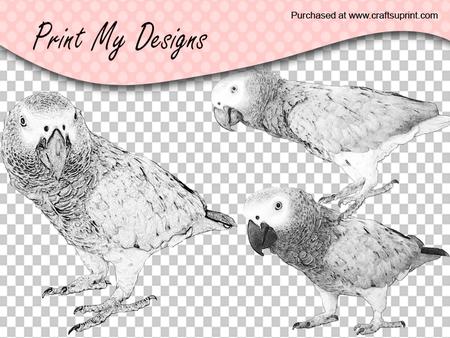 Sketch of African Gray Parrot - Ozzy
