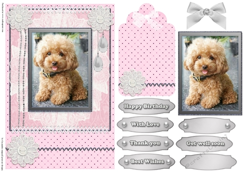 Cute Birthday dogs