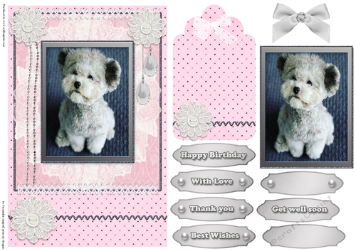 Cute Birthday dogs
