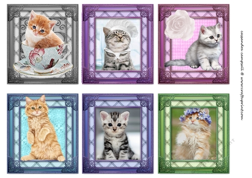  kitty Female Toppers