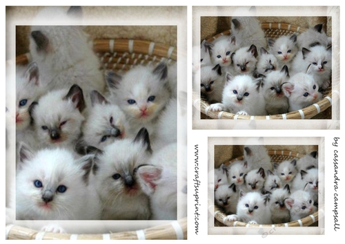 kitty Toppers for birthday thank you and much more