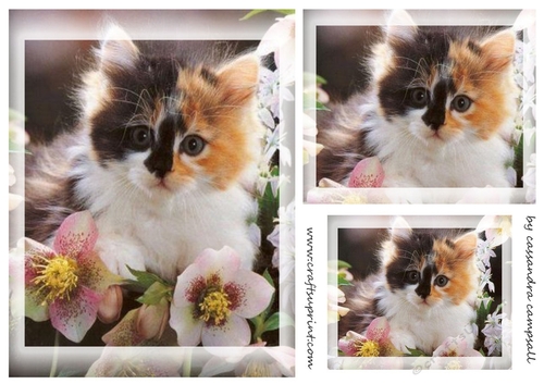 kitty Toppers for birthday thank you and much more