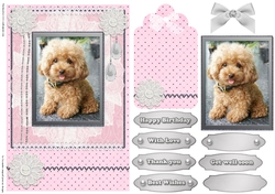 Cute Birthday dogs