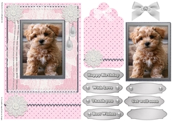 Cute Birthday dogs