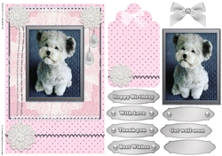 Cute Birthday dogs