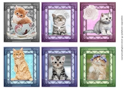  kitty Female Toppers