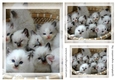 kitty Toppers for birthday thank you and much more