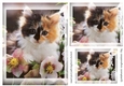 kitty Toppers for birthday thank you and much more