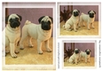 dog Toppers for birthday thank you and much more