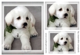 dog Toppers for birthday thank you and much more