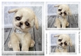 dog Toppers for birthday thank you and much more