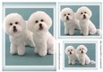 dog Toppers for birthday thank you and much more