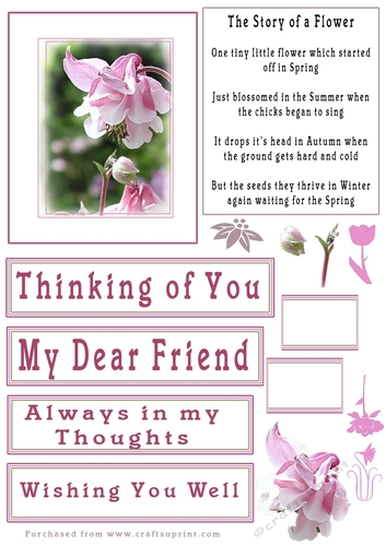 The Story of A Sweet Pea