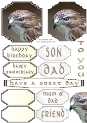 Birthday Falcon