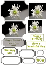 White Spider Mum