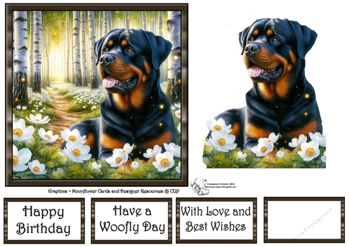 Beautiful Birch Forest Dogs (6) 1