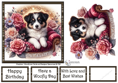 Velvet Rose Pups  (10) 3