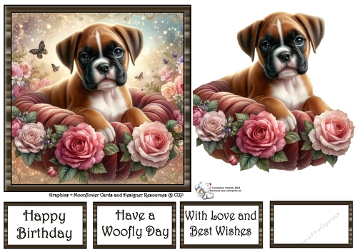 Velvet Rose Pups (7) 1